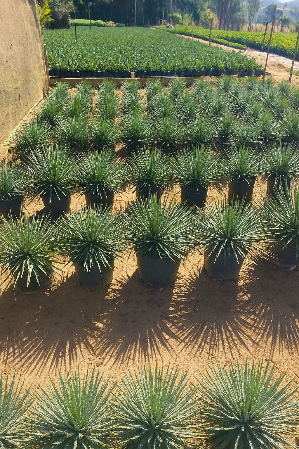 viverdeplantas_agavespalito