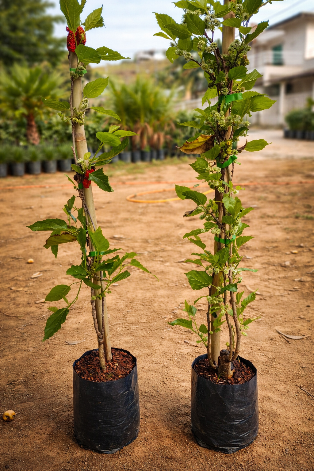 viverdeplantas_amora