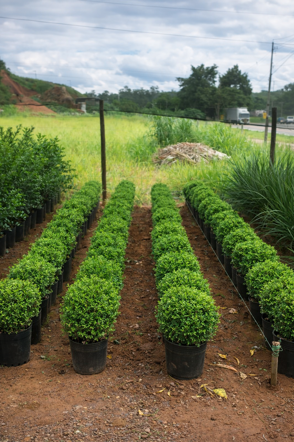 viverdeplantas_buchinho