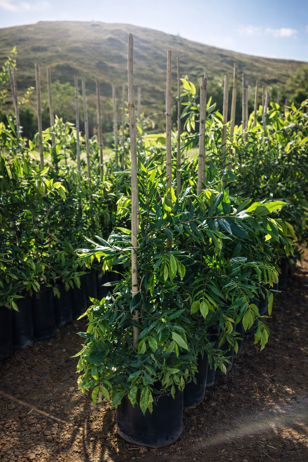 viverdeplantas_cabeludinha