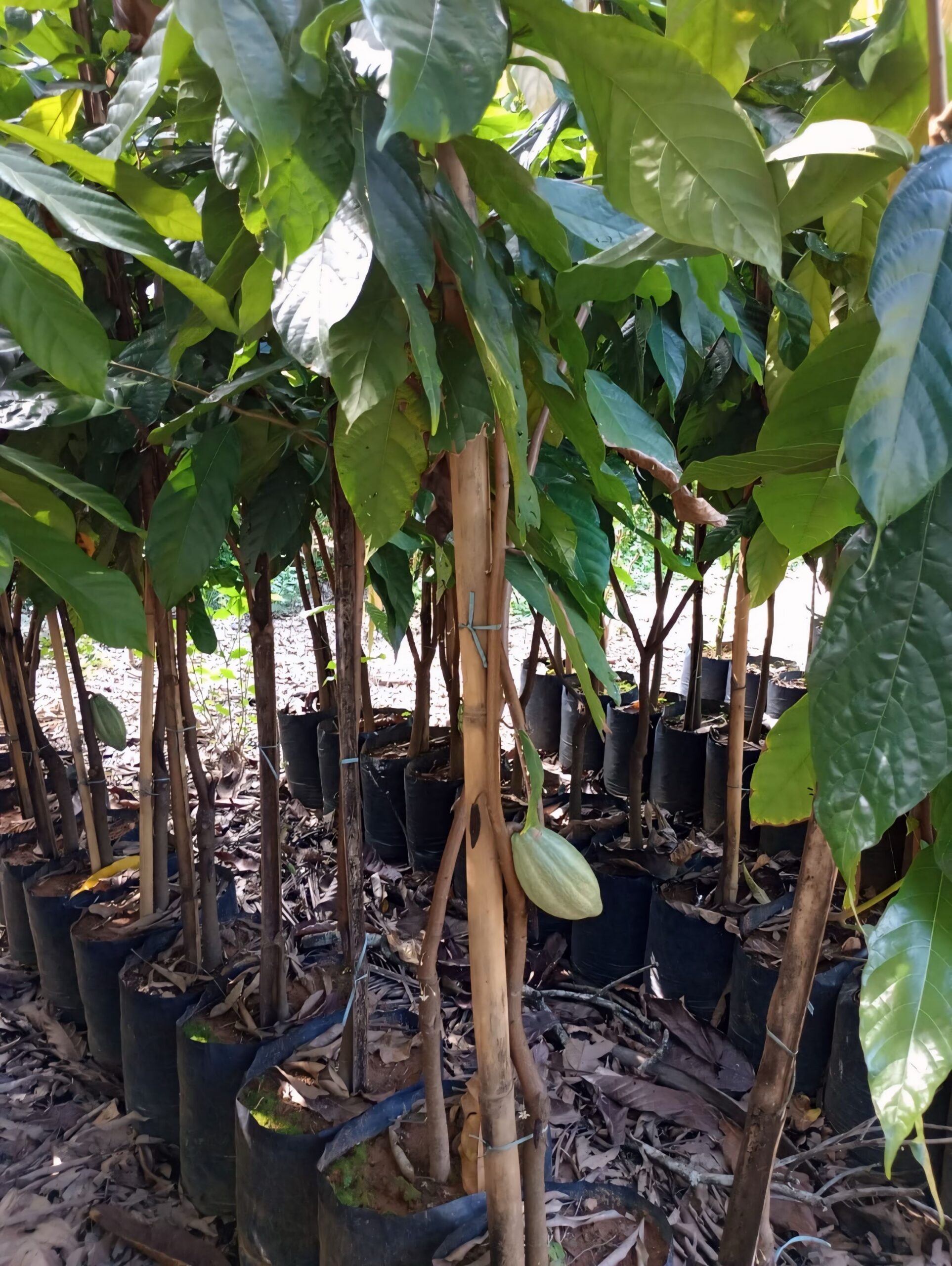 viverdeplantas_cacau