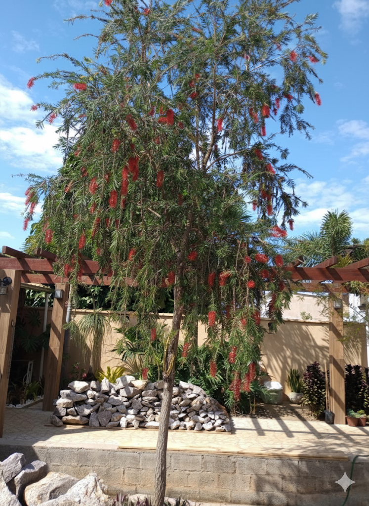 viverdeplantas_calistemo