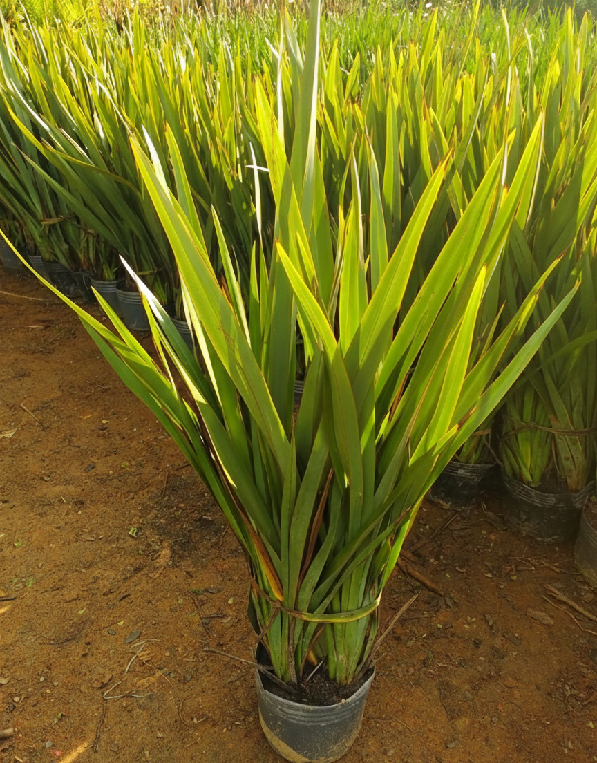 viverdeplantas_formio