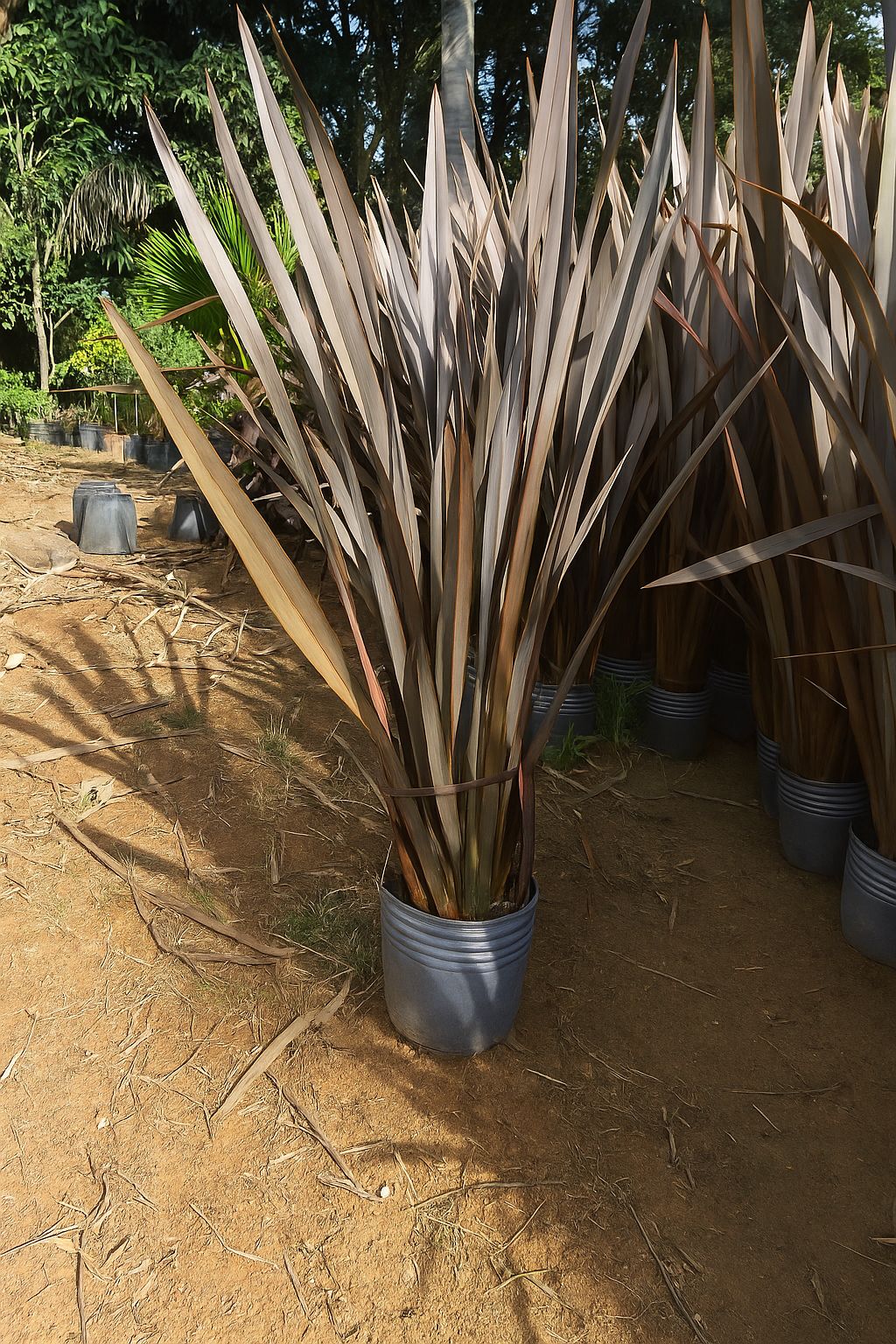 viverdeplantas_formioroxo