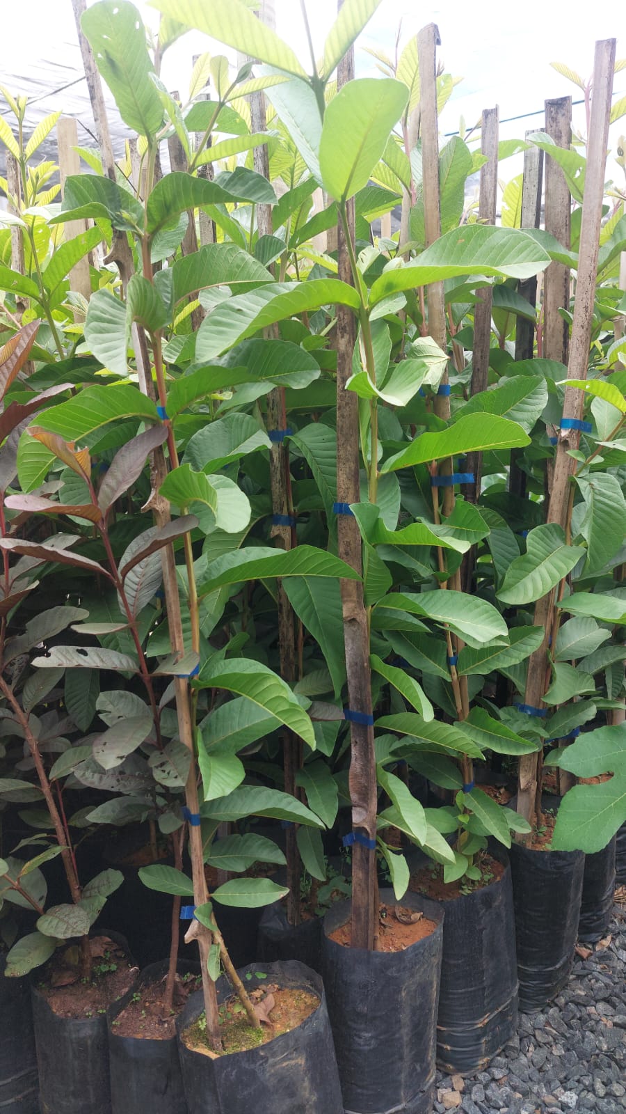 viverdeplantas_goiabavermelha