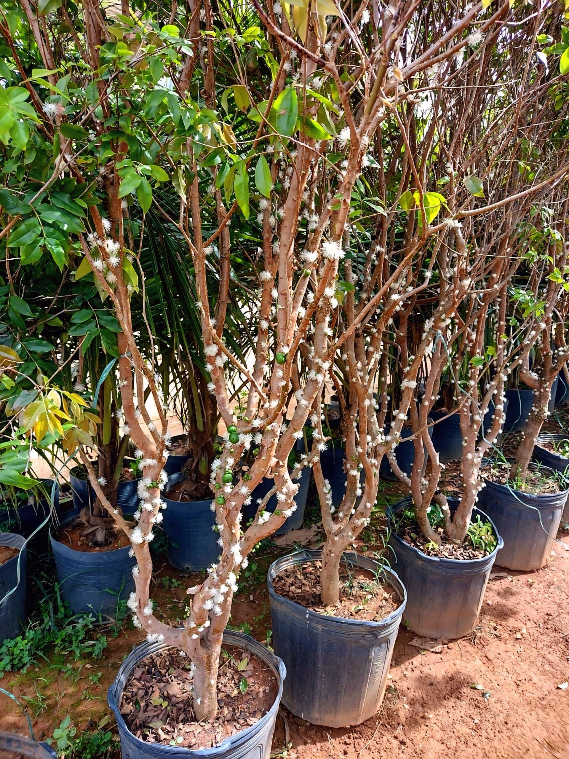 viverdeplantas_jabuticabahibrida