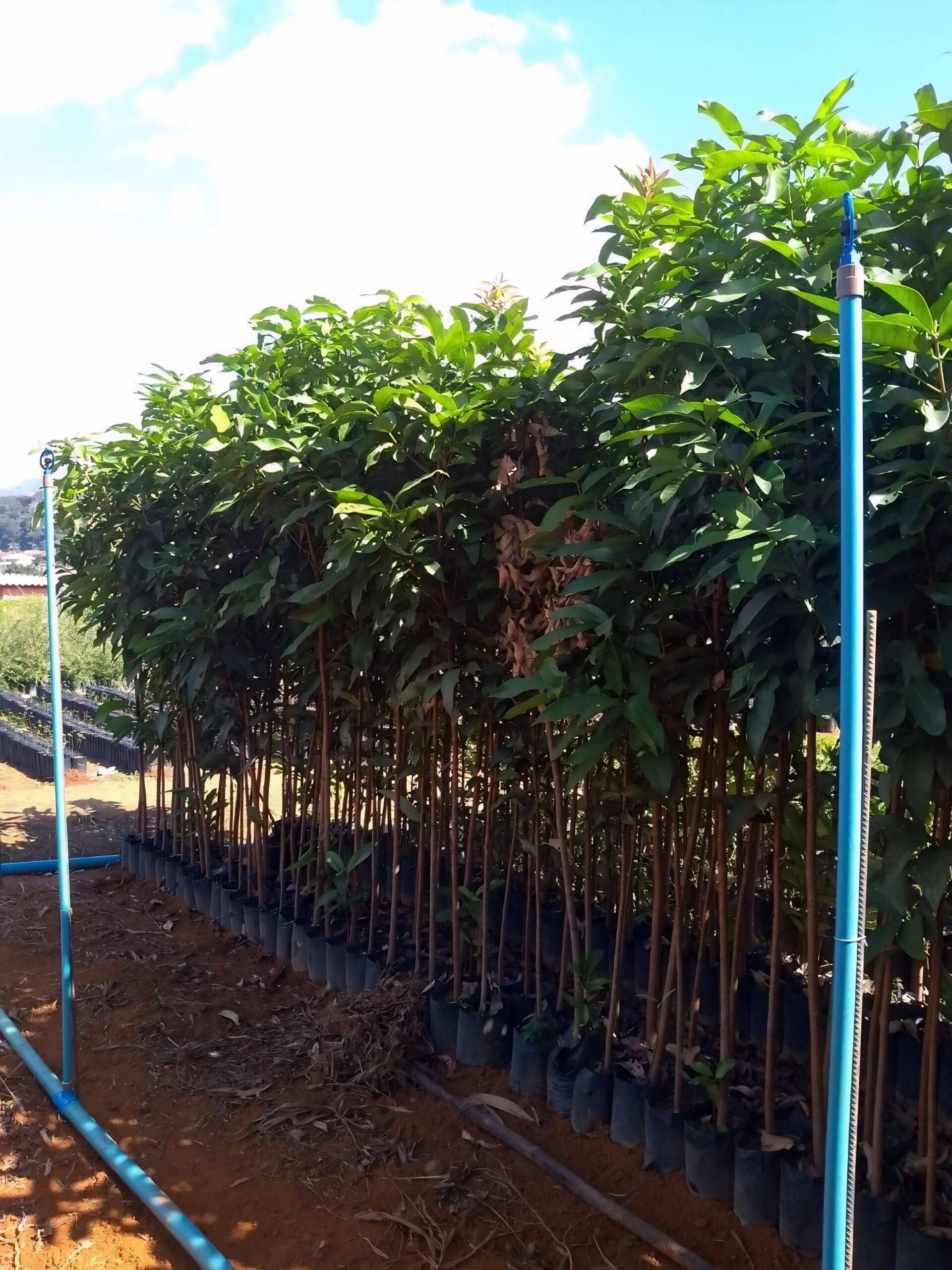 viverdeplantas_jamboroxo