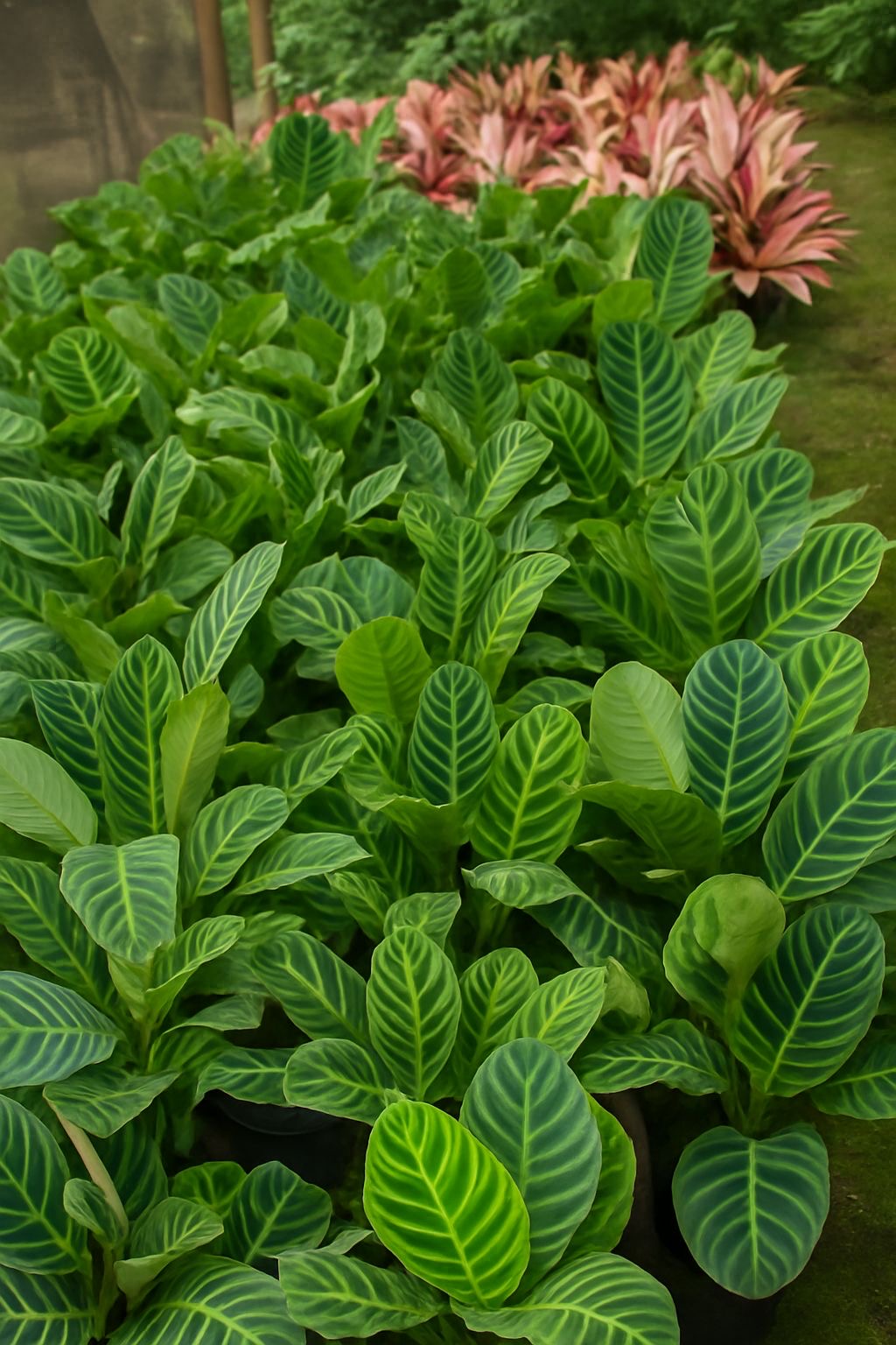 viverdeplantas_maranta_zebrinha