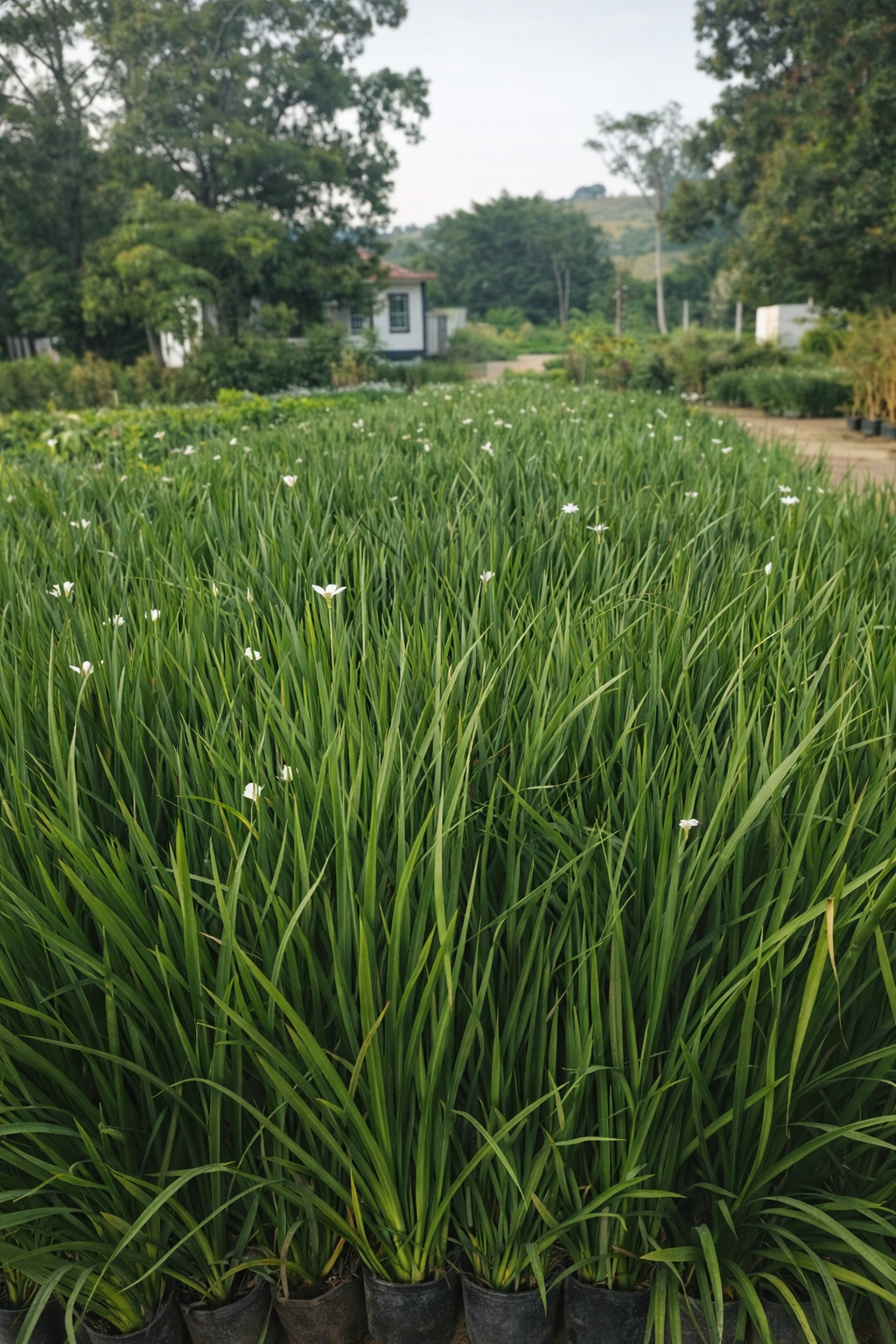 viverdeplantas_moreia_01