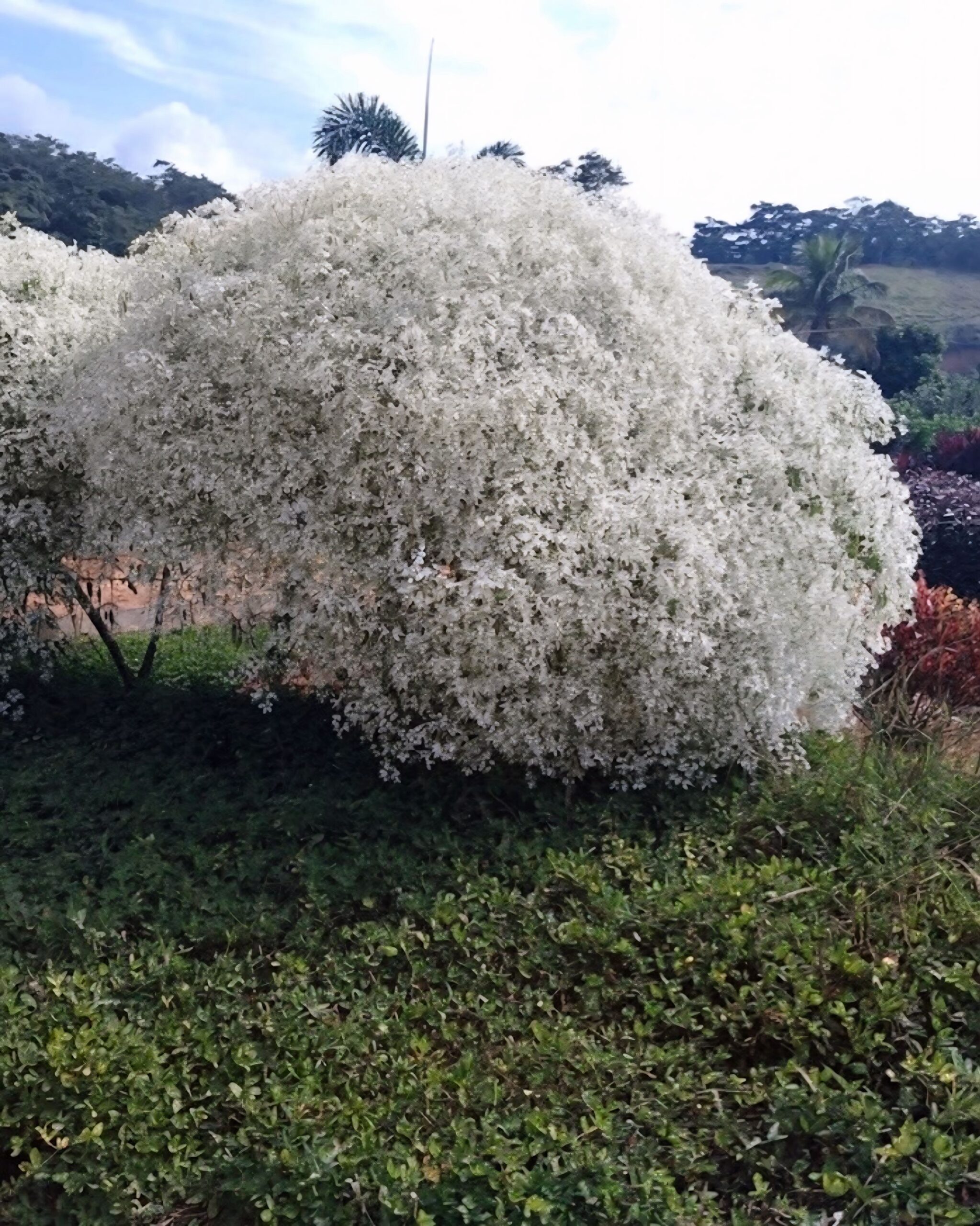 viverdeplantas_neve_damontanha