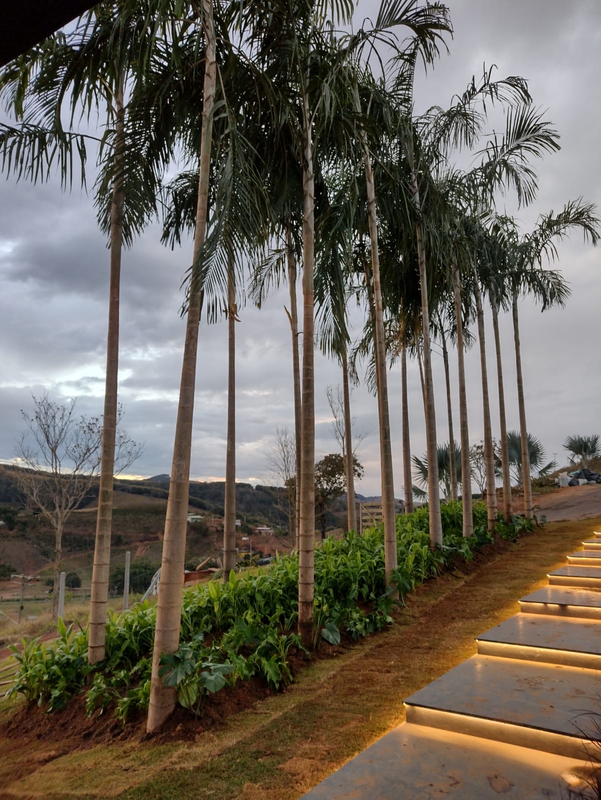 PALMEIRAS CARPETÁRIAS
