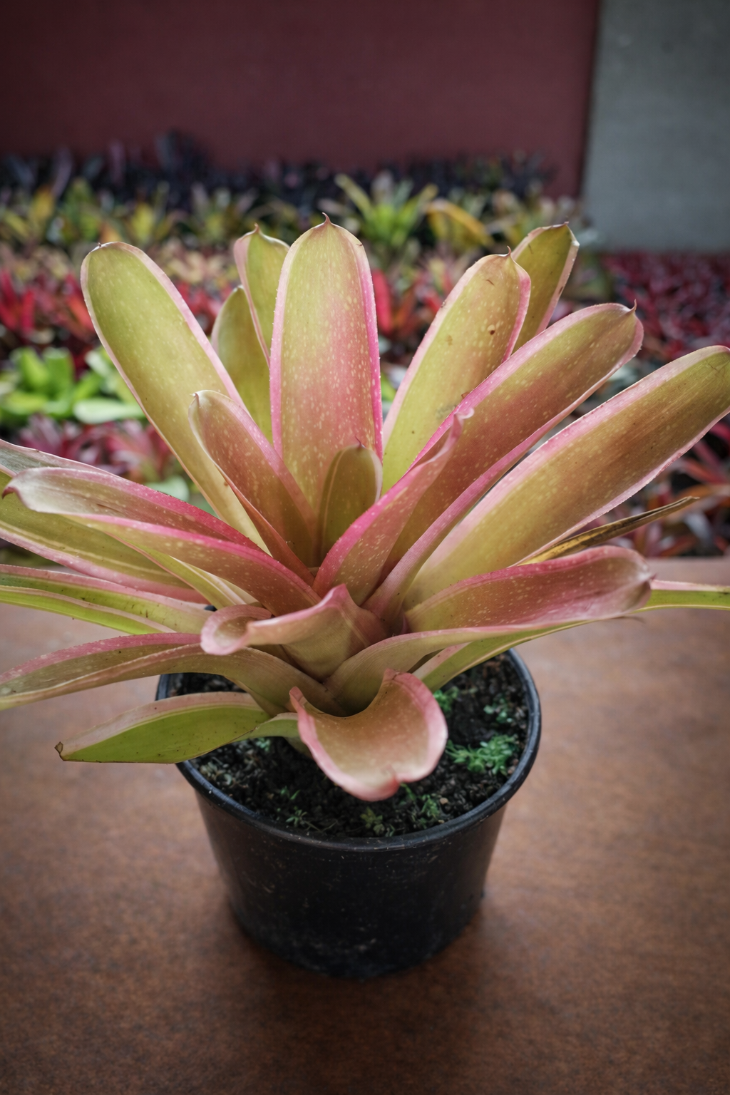 viverdeplantas_sheba